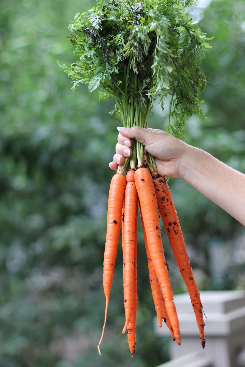 carrots, root vegetables, fresh, food, healthy, vegetables, root, vegetarian, agriculture, harvest, vegetable, organic, raw, nature, roots, nutrition, natural, garden, ripe, produce, orange, crops, leaf, vitamins, green vegetables, green healthy, green nutrition